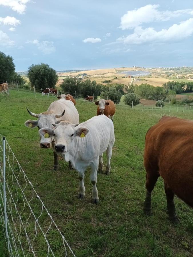 Casa Di Campagna Villa De Luca Bellante المظهر الخارجي الصورة